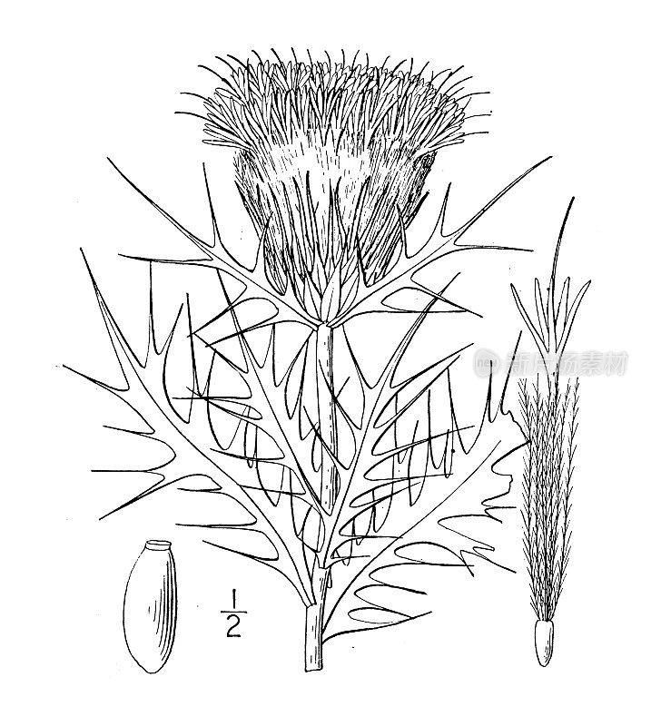 古植物学植物插图:Carduus ochrocentrus，黄色刺蓟